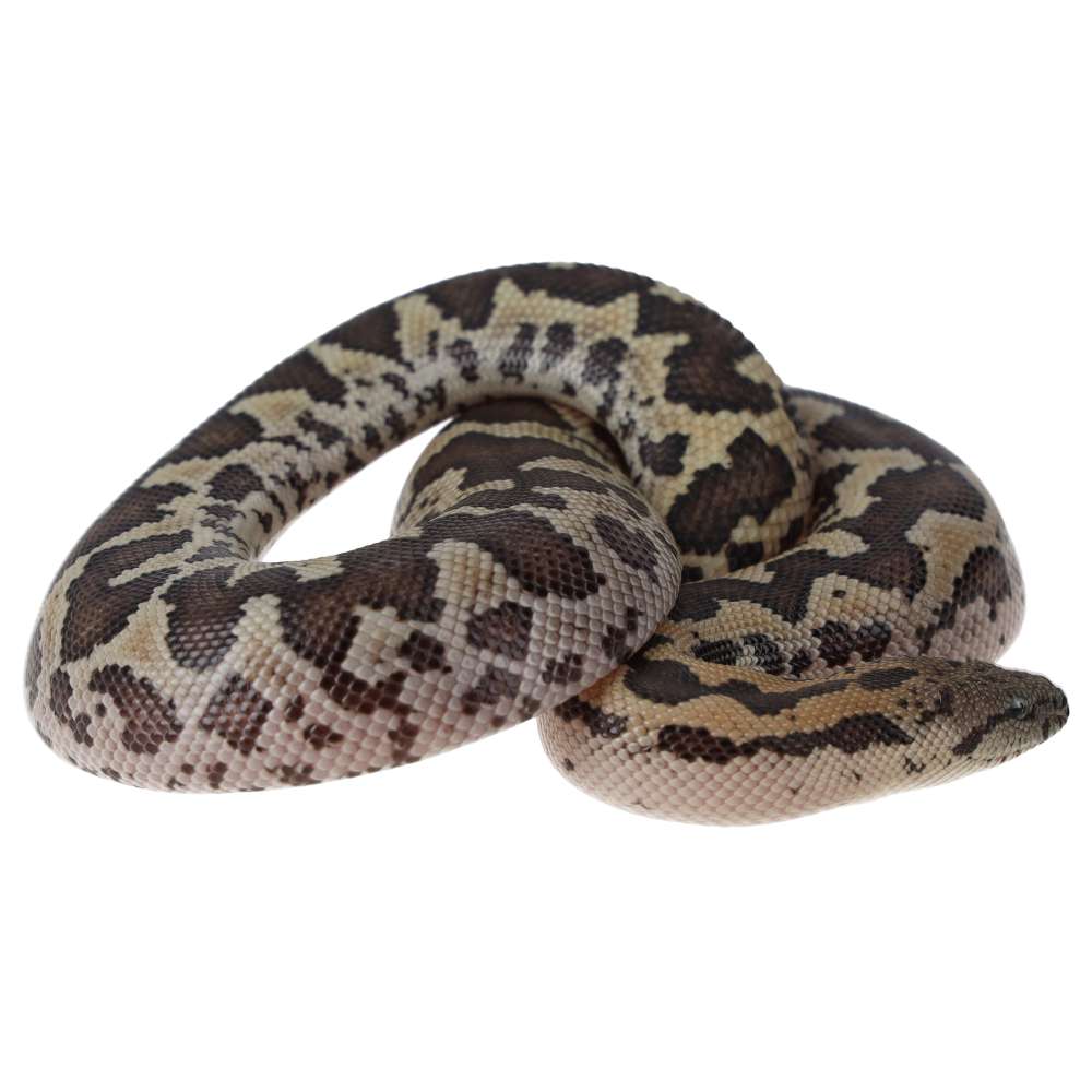 CB25 Rough Scale Sand Boa