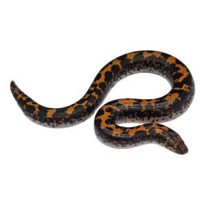 CB24 Kenyan Sand Boa " DODOMA FLAME"