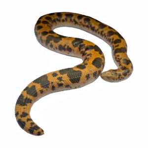 Ex Breeder Kenyan Sand Boa Female "DODOMA"