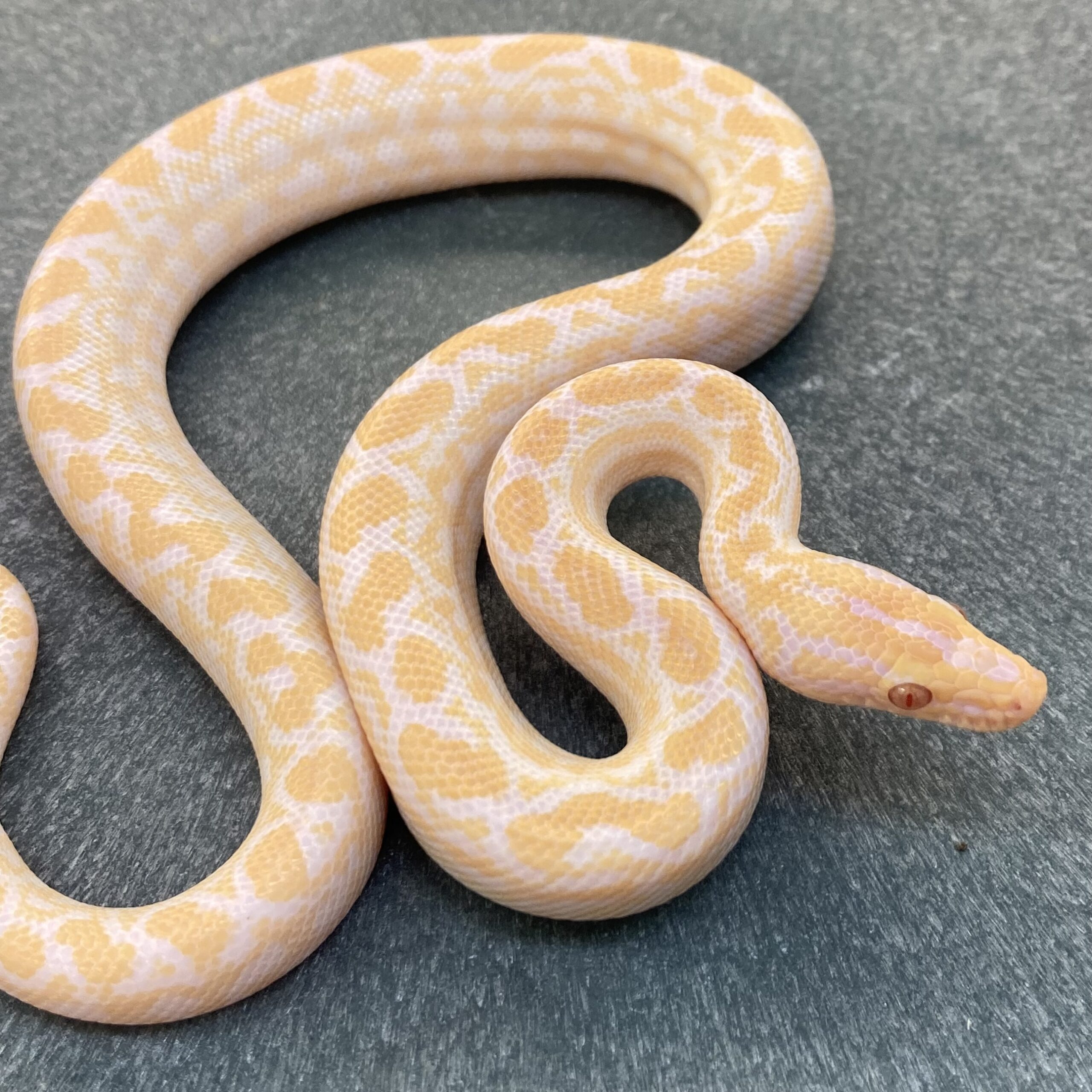 CB23 MALE ALBINO Columbian Rainbow Boa