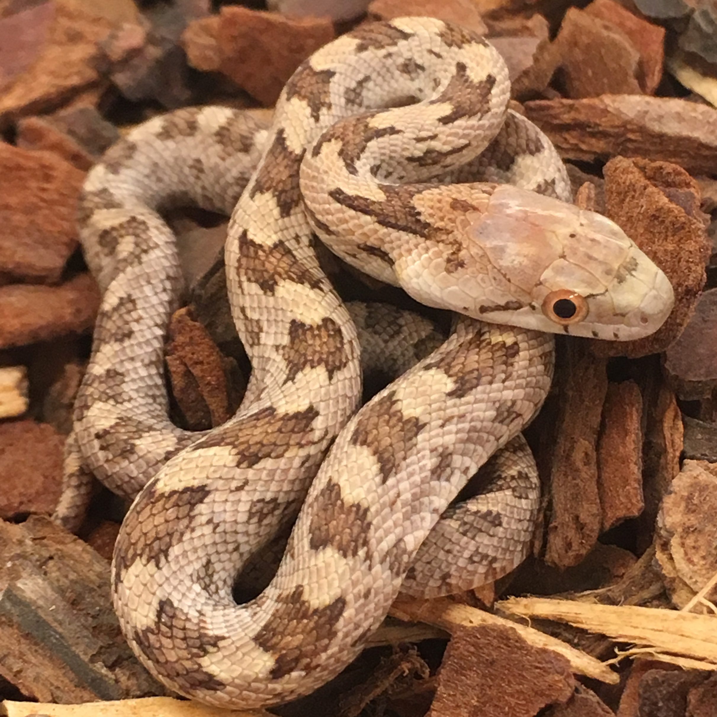 CB23 1:1 Het Scaleless Everglades Rat Snake