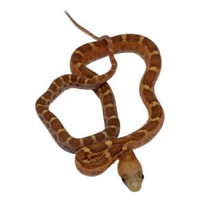 CB Hatchling Everglades Rat Snake Microscale