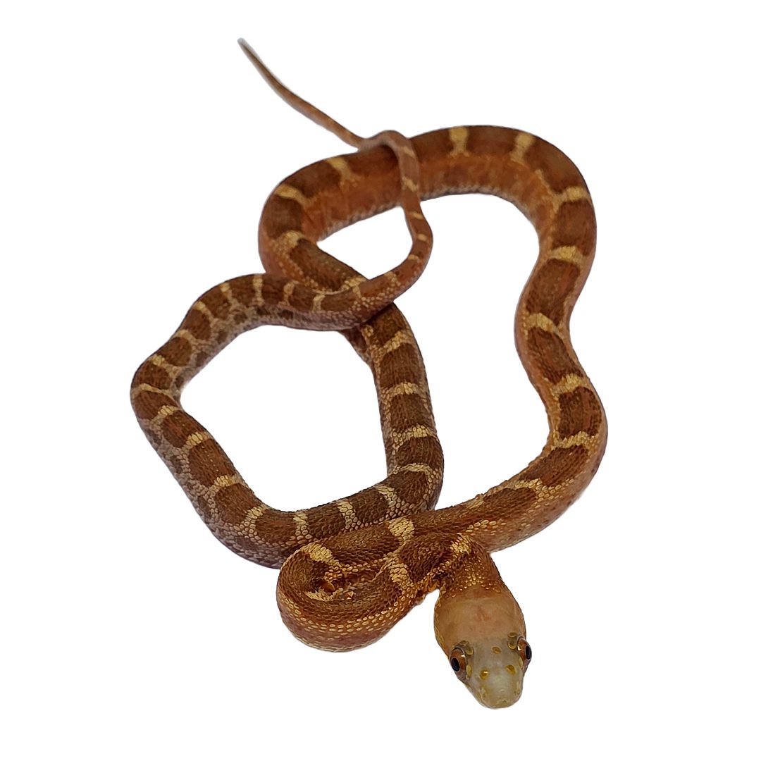 CB Hatchling Everglades Rat Snake Microscale