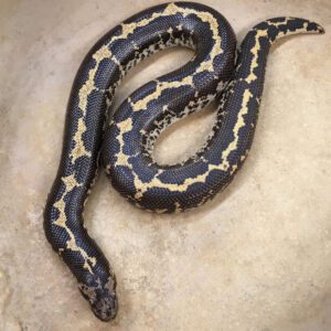 CB24 Axanthic Kenyan Sand Boa