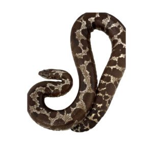 Ex Breeder Female Anery Kenyan Sand Boa
