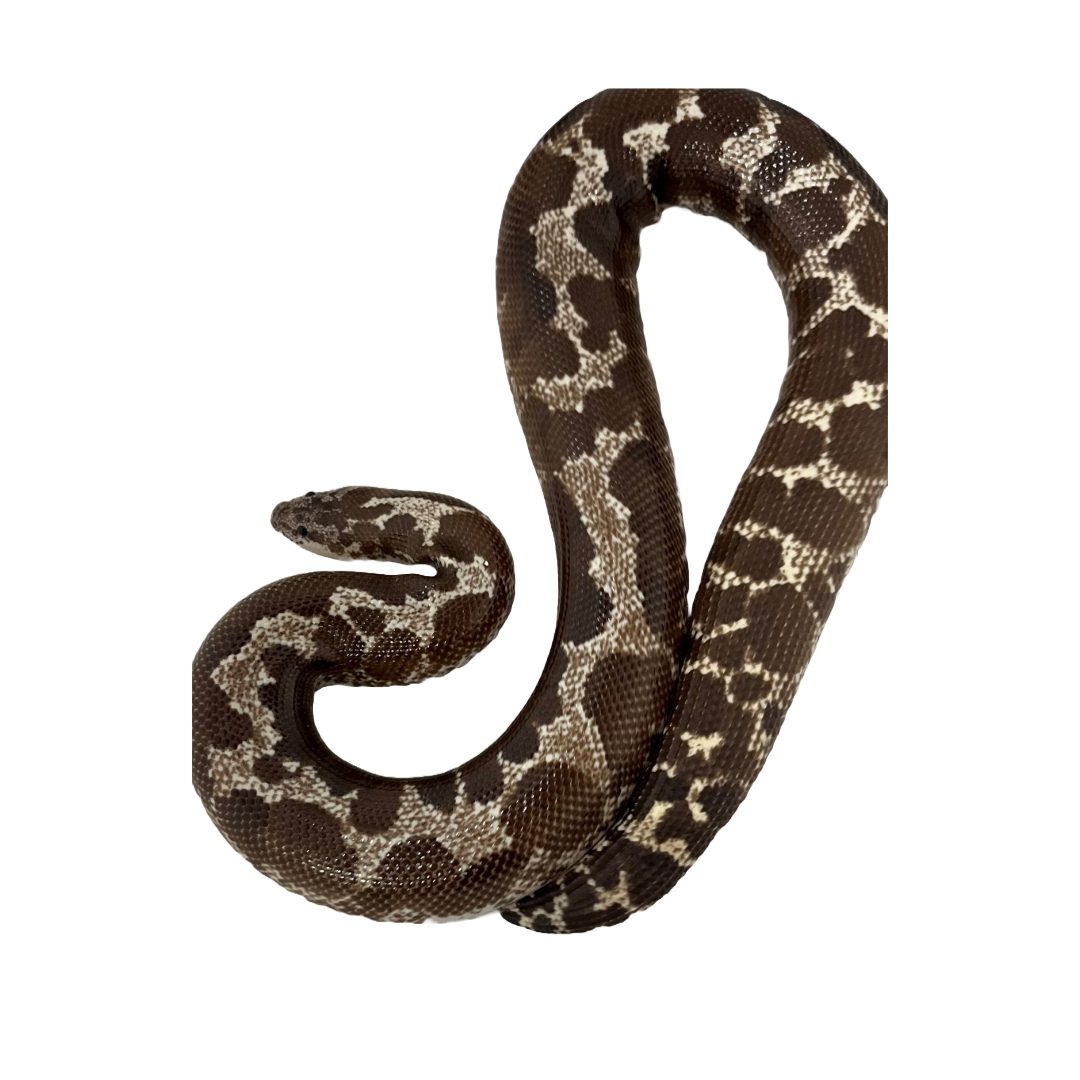 Ex Breeder Female Anery Kenyan Sand Boa