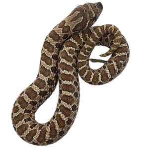 CB25 Western Hognose Snake