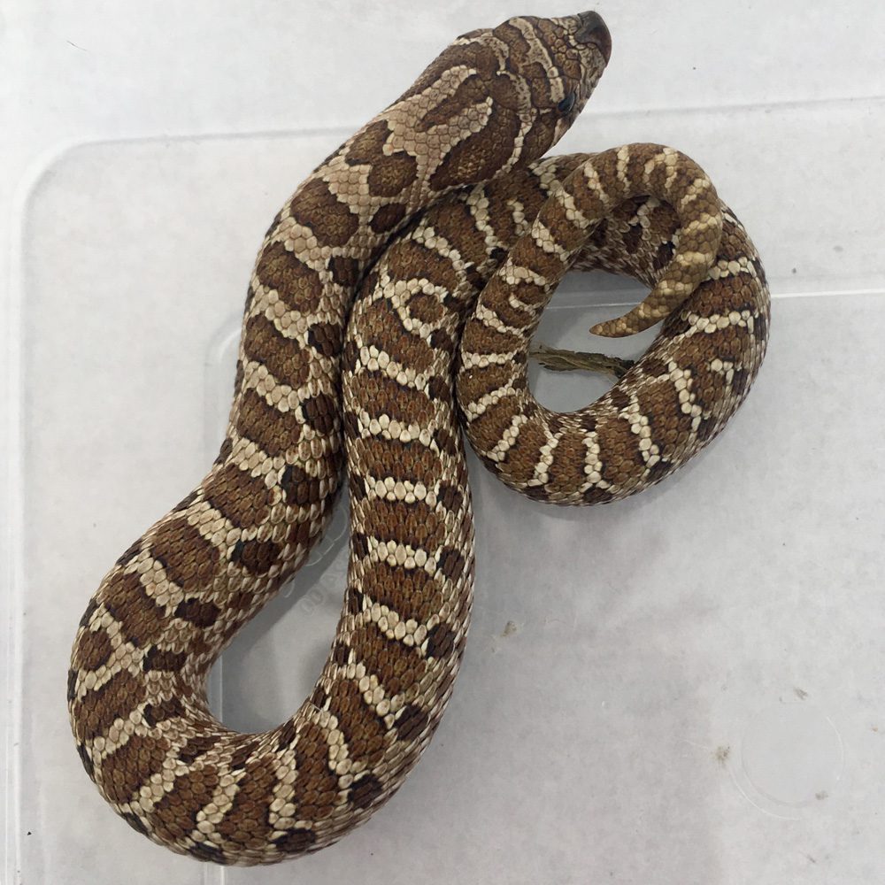 CB24 Western Hognose Snake