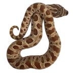 CB25 Anaconda Hognose Snake