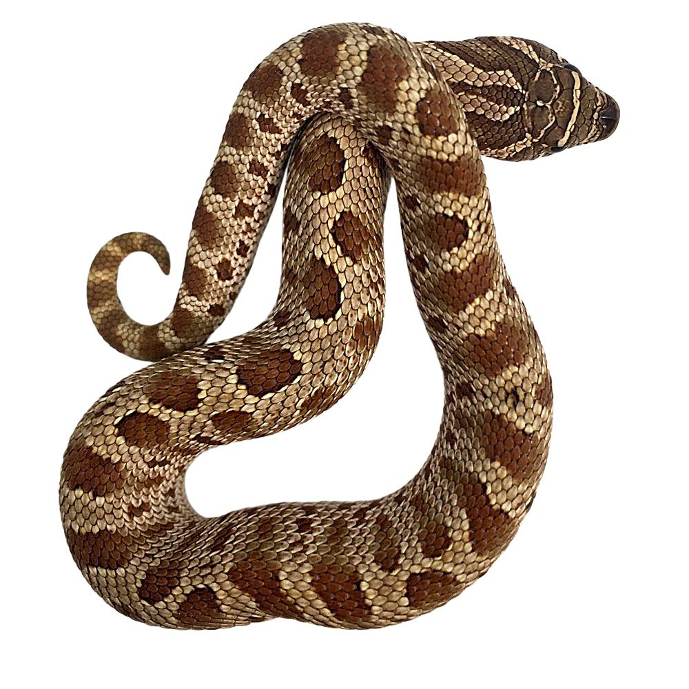 CB25 Anaconda Hognose Snake