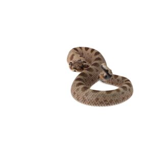CB25 Anaconda Hognose Snake