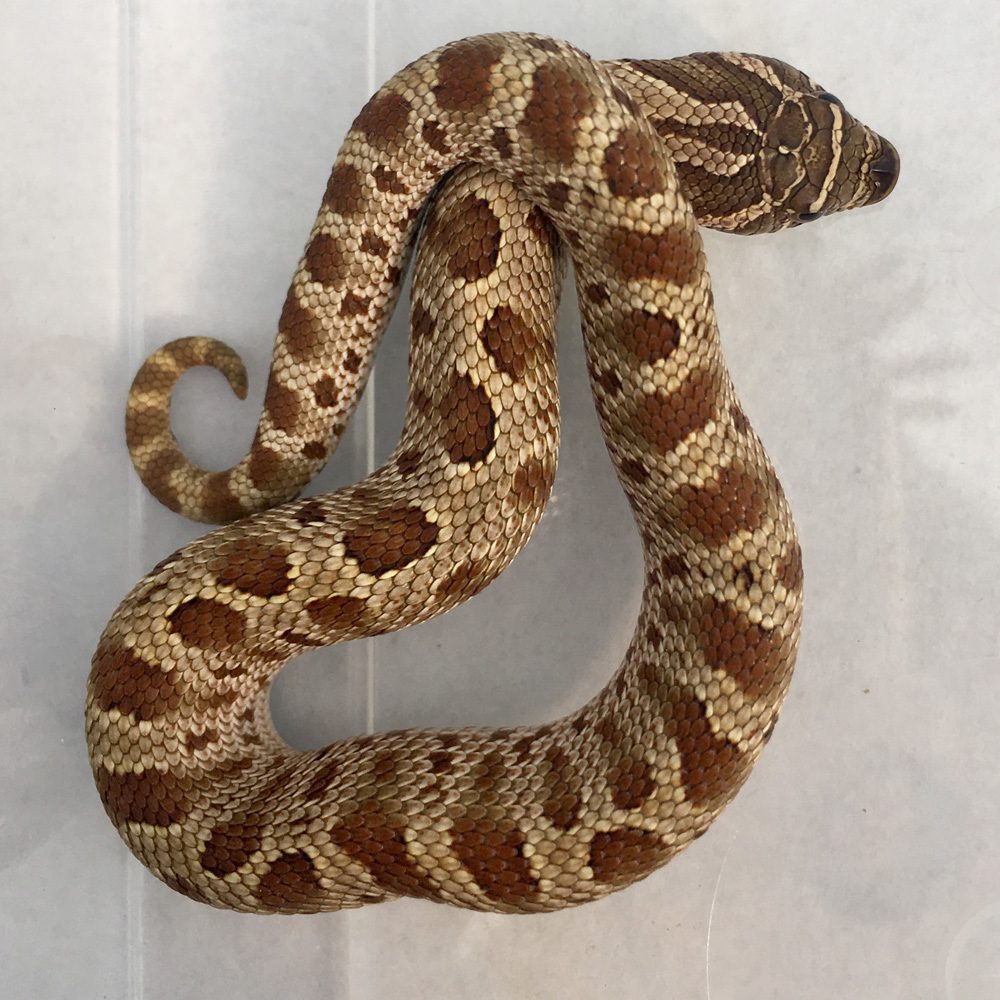 CB24 Anaconda Hognose Snake