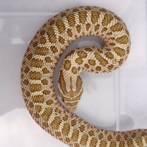 CB25 Superconda Hognose Snake