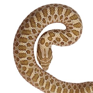 CB25 Superconda Hognose Snake