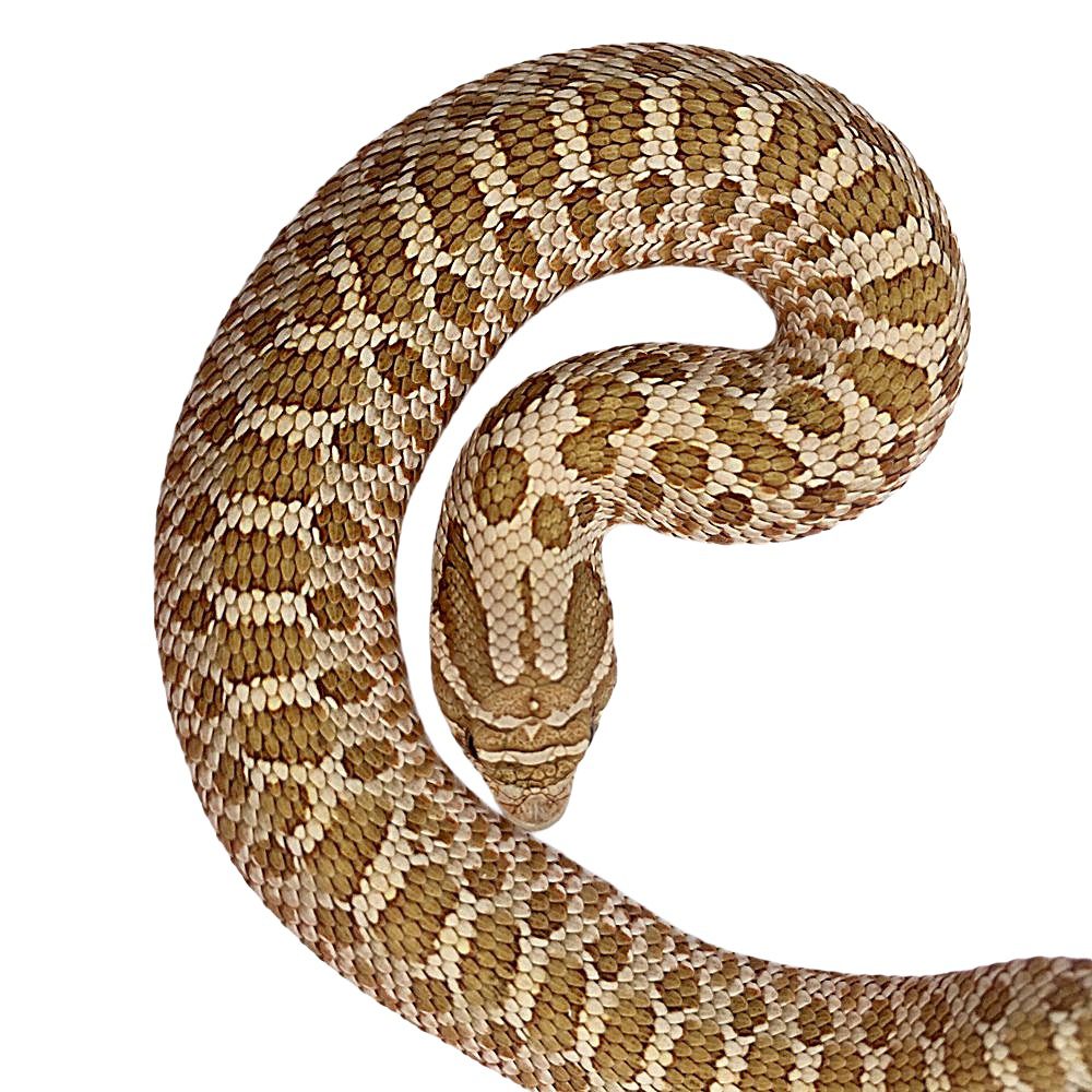 CB25 Superconda Hognose Snake