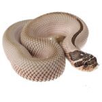 CB25 Superconda Hognose Snake