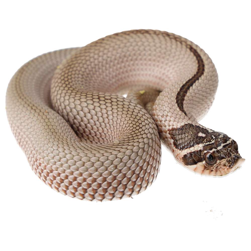 CB25 Superconda Hognose Snake