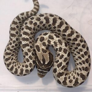 CB25 Albinoconda Hognose Snake
