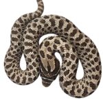 CB25 Albinoconda Hognose Snake