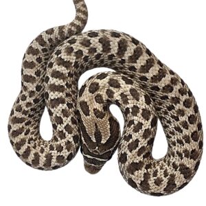 CB25 Albinoconda Hognose Snake
