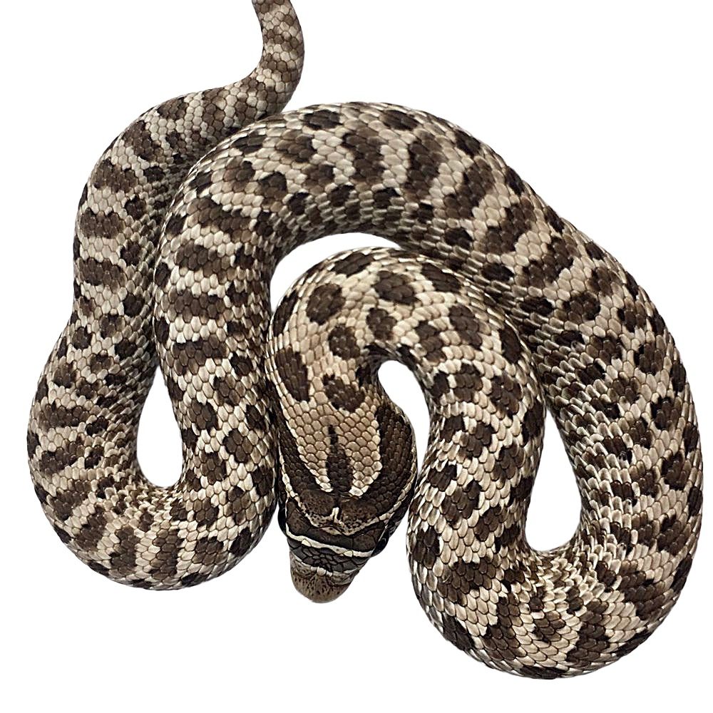 CB25 Albinoconda Hognose Snake