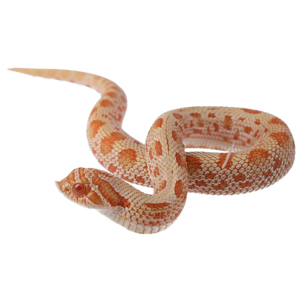 CB25 Albinoconda Hognose Snake