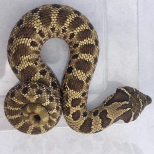 CB24 Superconda Hognose Snake