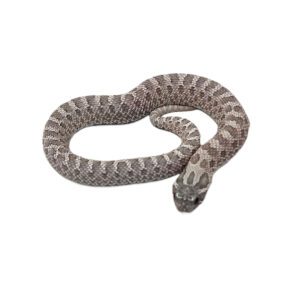 CB 2024  Lavender Hognose Snake