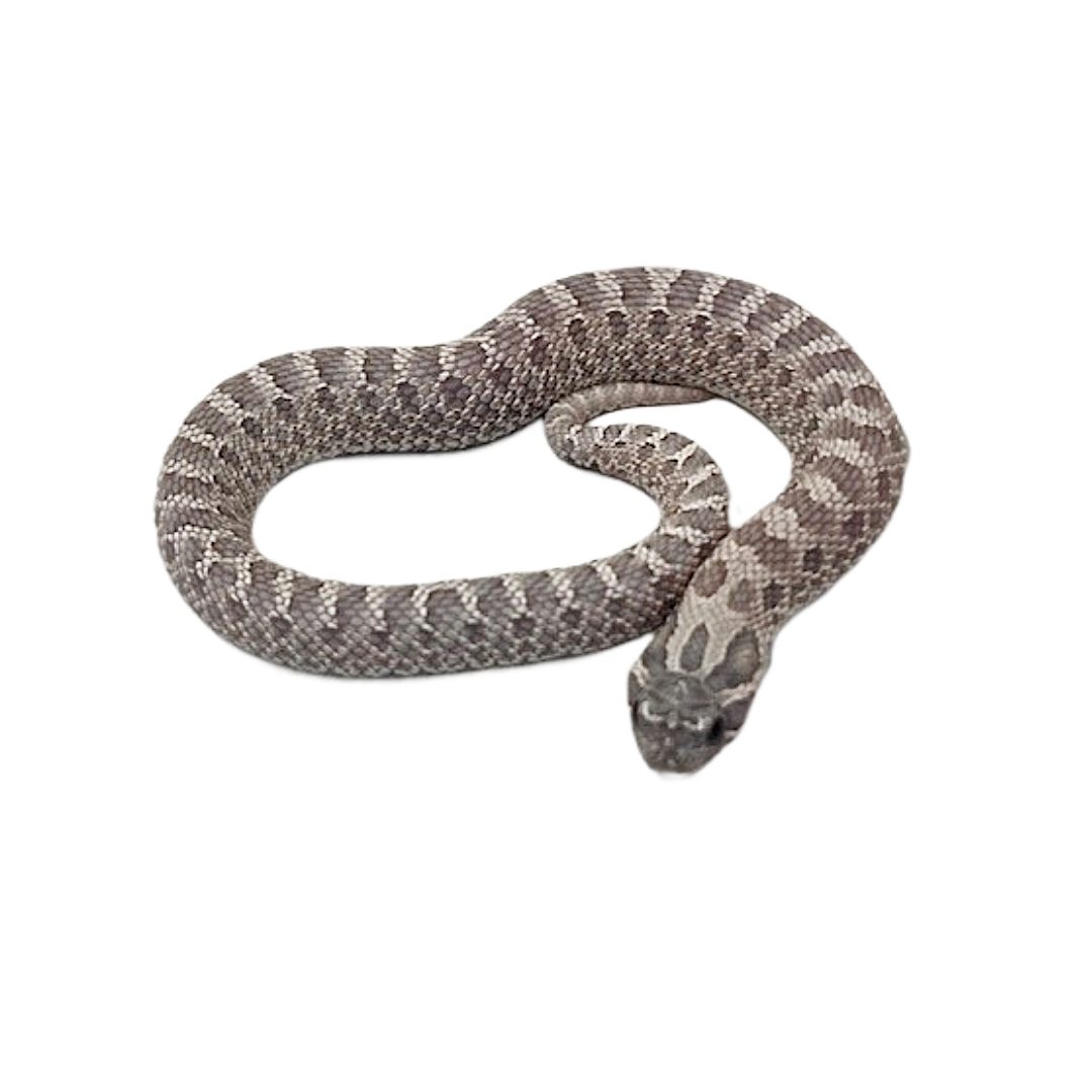 CB 2024  Lavender Hognose Snake
