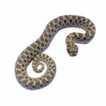 CB24 Lemon Ghost Hognose Snake