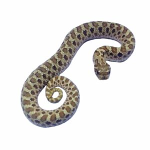 CB24 Lemon Ghost Hognose Snake