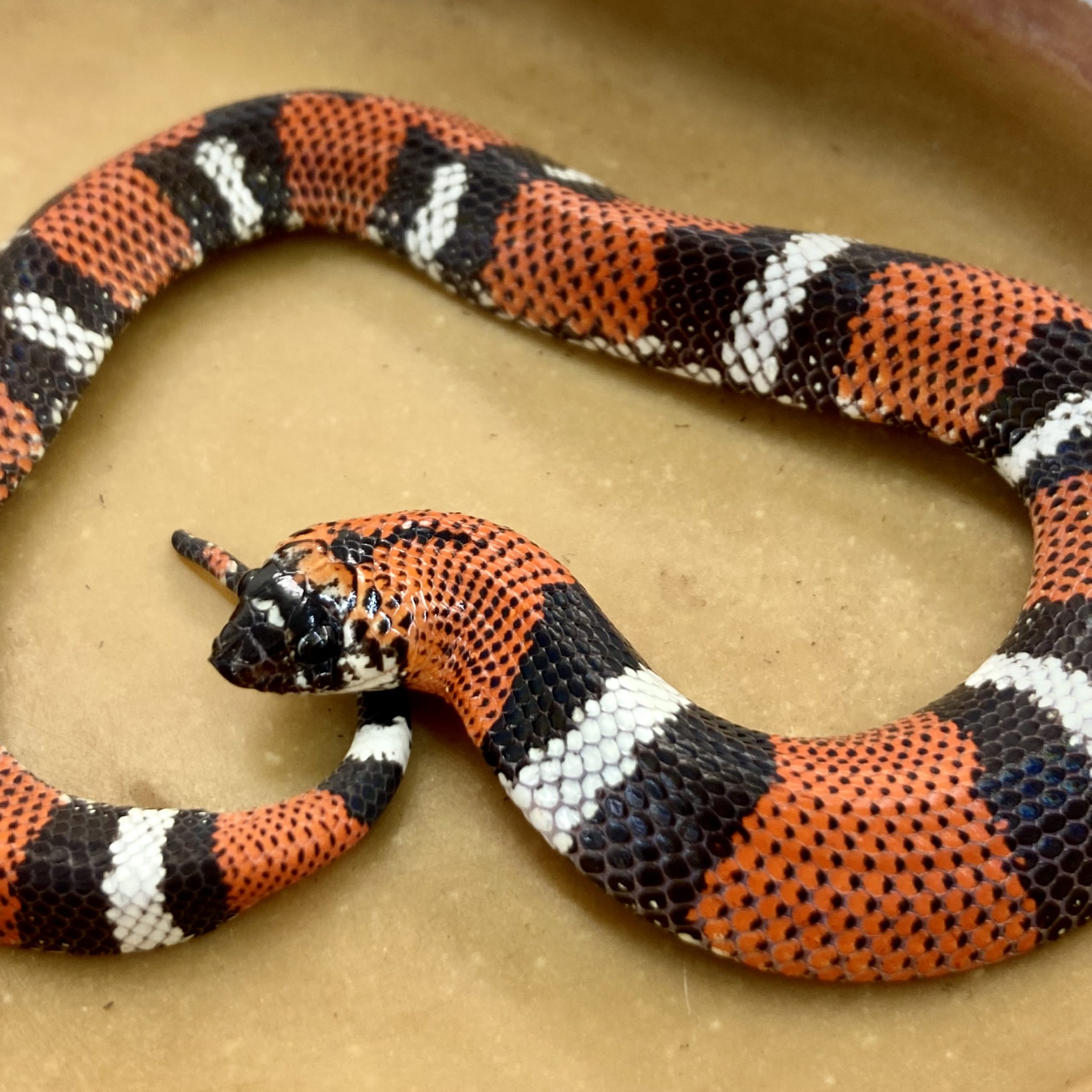 CB22 Tri-colour Hognose Snake