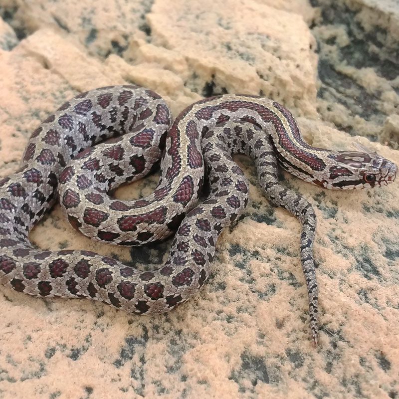 CB24 Prairie King Snake