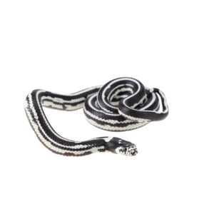 CB24 Striped Californian Kingsnake