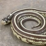 CB24 Striped Californian Kingsnake