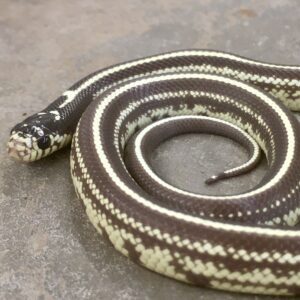 CB24 Striped Californian Kingsnake