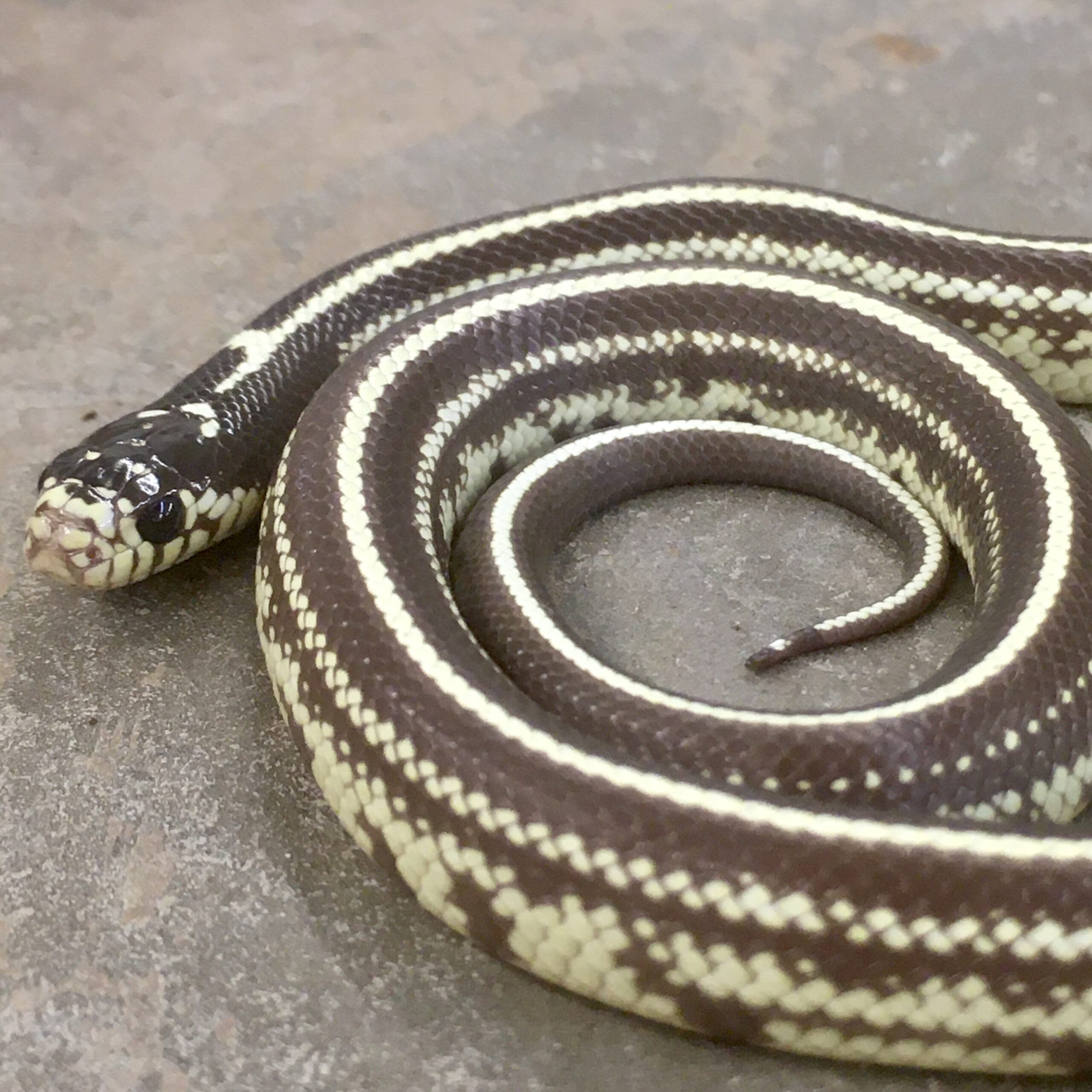 CB24 Striped Californian Kingsnake