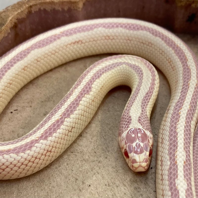 CB24 ALBINO STRIPE Californian Kingsnake