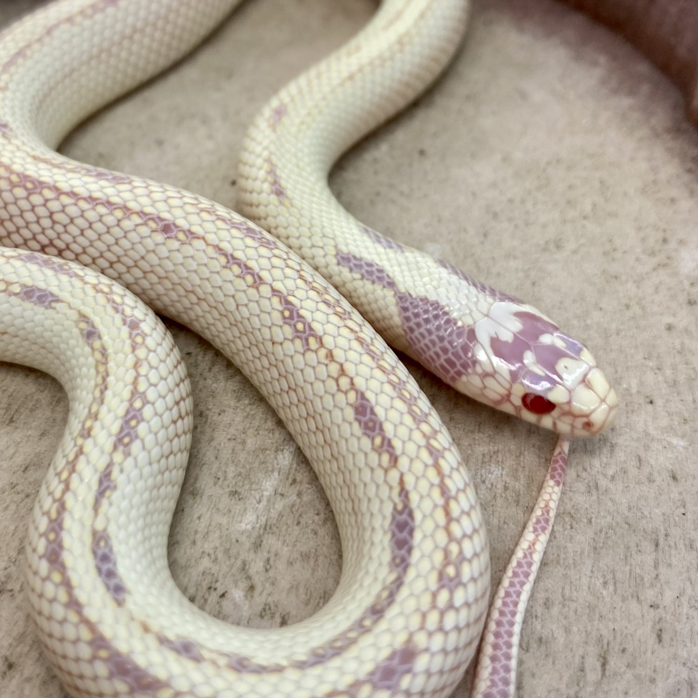 CB24 ALBINO STRIPED Californian Kingsnake