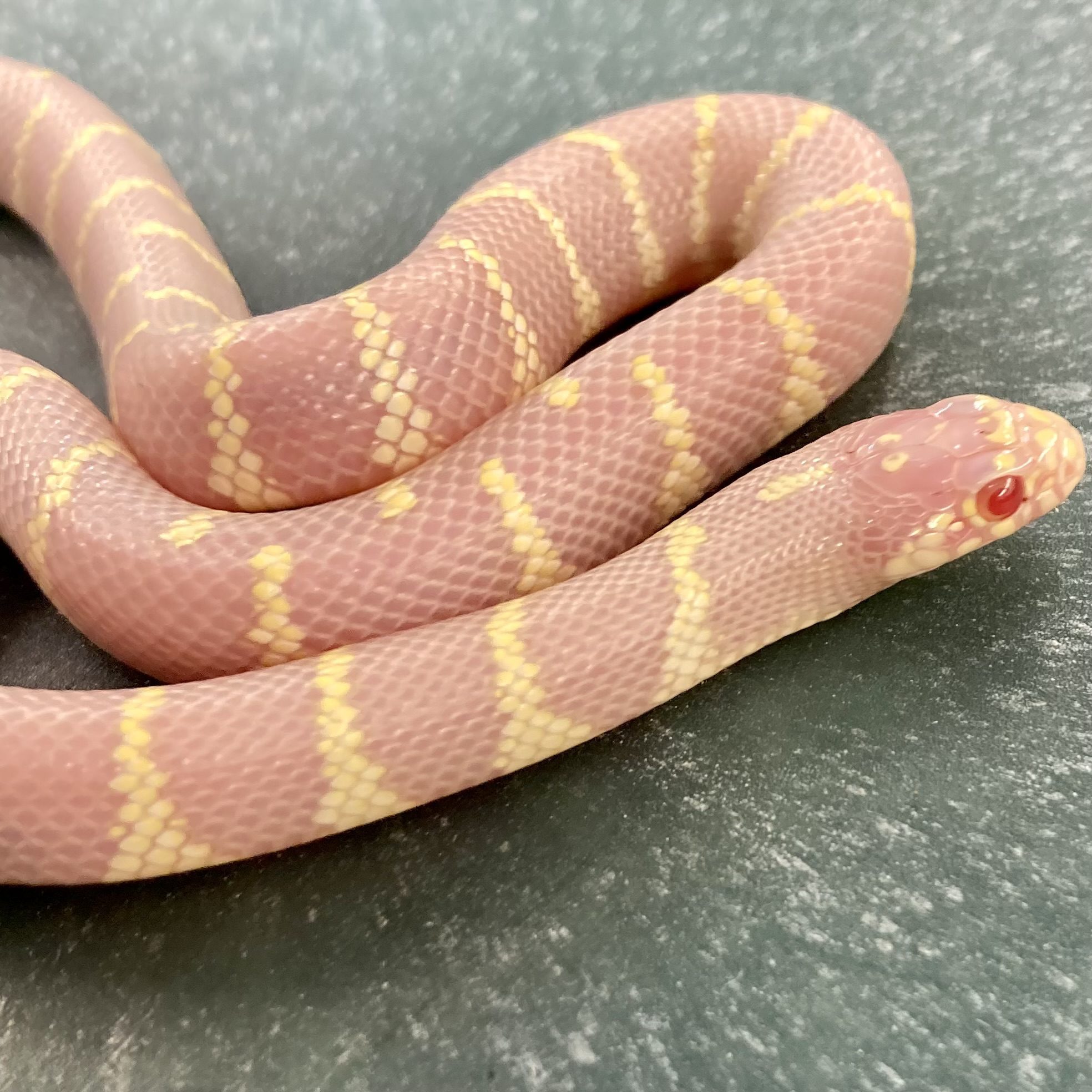 CB24 ALBINO BANDED Californian Kingsnake