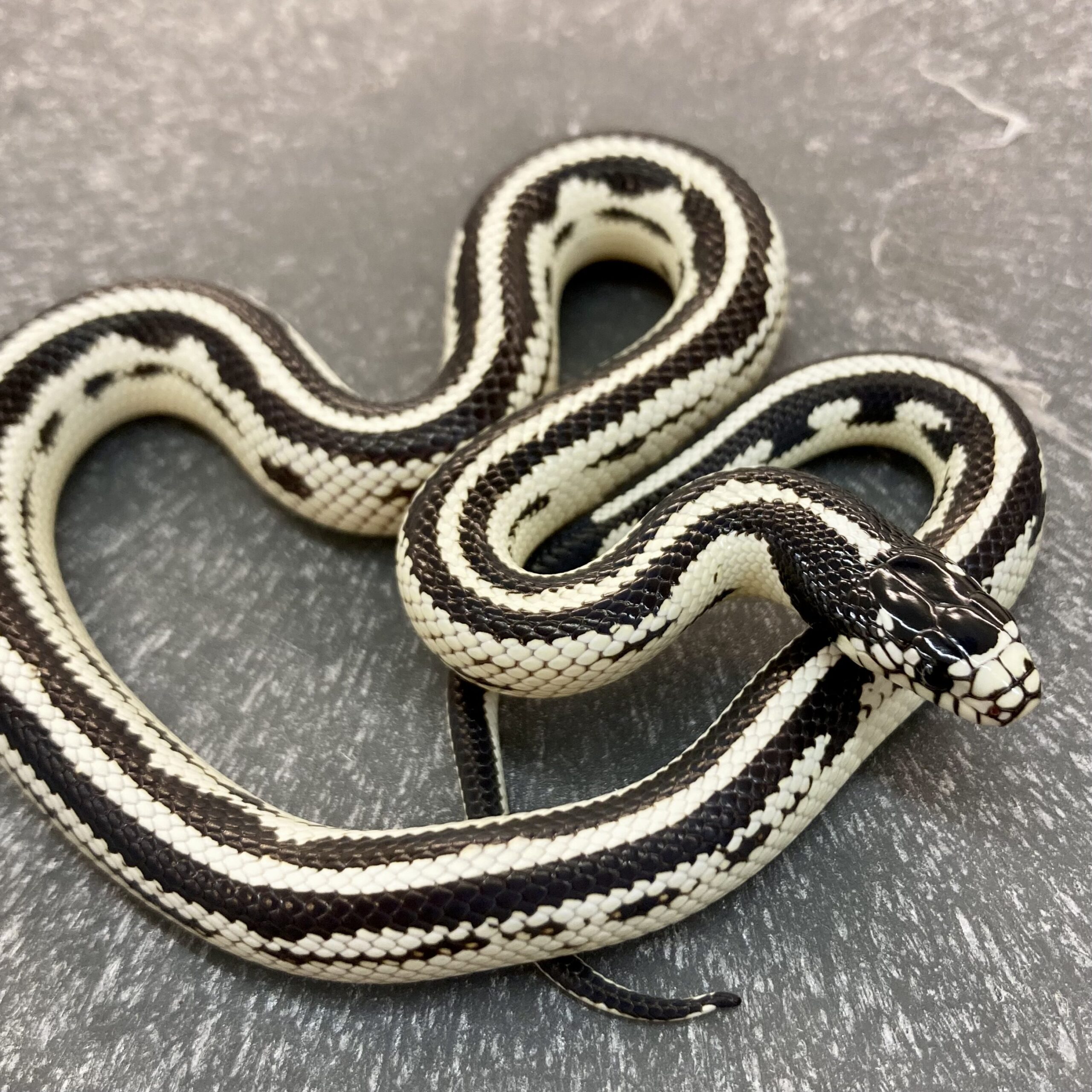 CB24 BLACK & WHITE STRIPE Californian Kingsnake