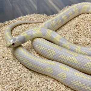 CB ADULT FEMALE ALBINO Californian Kingsnake