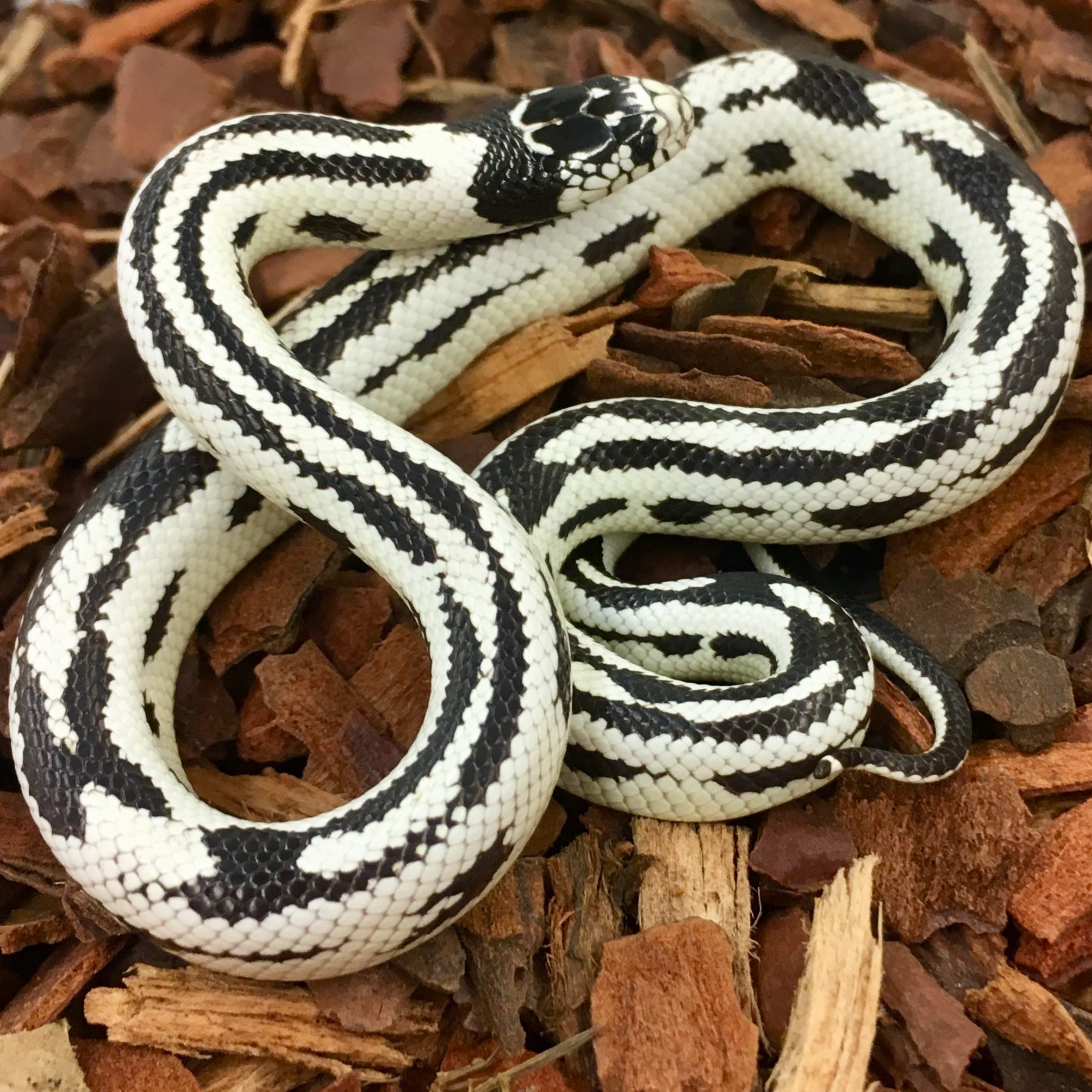 CB24 BLACK & WHITE ABBERANT Californian Kingsnake