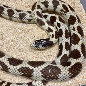 CB ADULT MALE 50/50 Californian Kingsnake