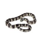CB24/25 ABBERANT Californian Kingsnake