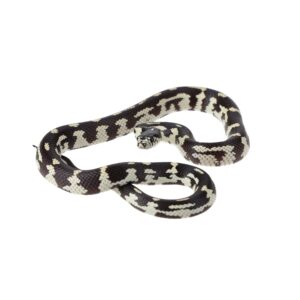 CB24/25 ABBERANT Californian Kingsnake