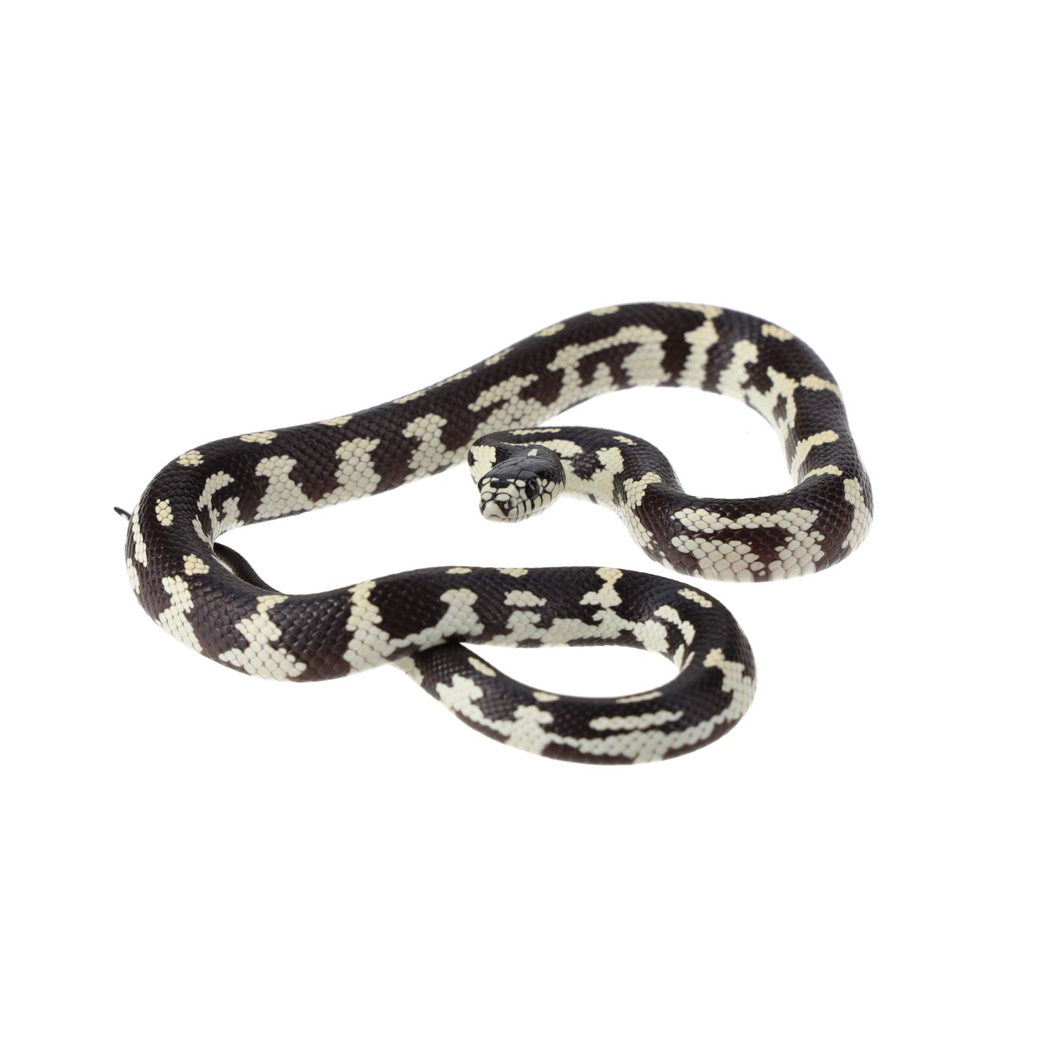 CB24/25 ABBERANT Californian Kingsnake