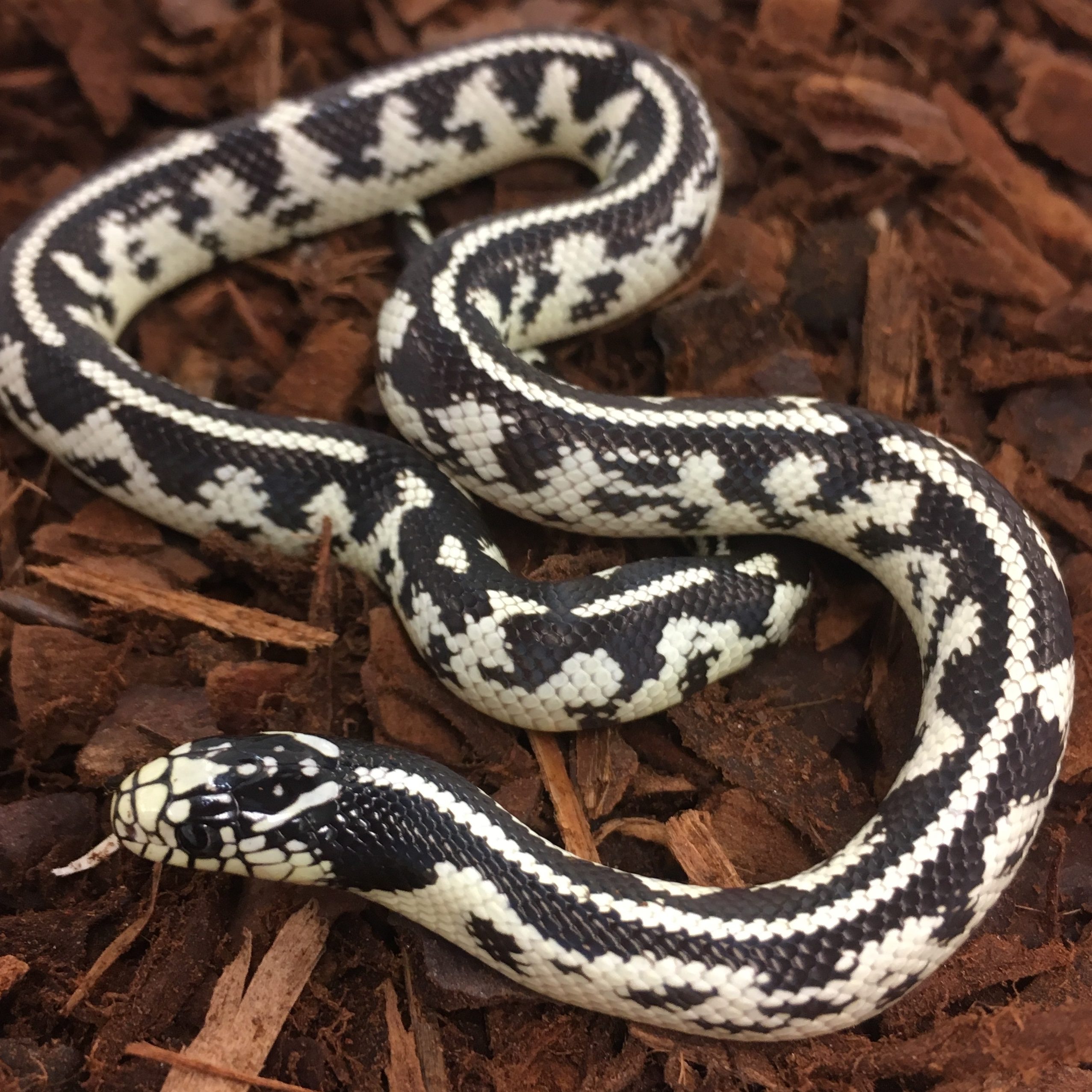 CB25 ABBERANT Californion Kingsnake
