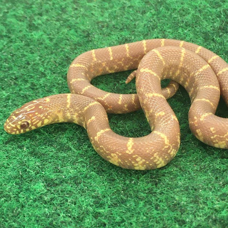 CB23 PEANUT BUTTER Florida Kingsnake