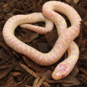 CB19 MALE ALBINO Speckled Kingsnake